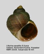 Littorina saxatilis (f) fusca